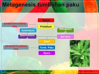 Spora
Protalium
Anteridium
Arkegoniu
m
Spermatozoi
d
Sel telur
Zigot
Tumb. Paku
Spora
SPOROFIT/ASEKS
UAL
GAMETOFIT/SEKS
UAL
 