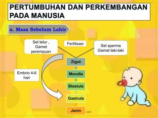 a. Masa Sebelum Lahir
Sel telur ,
Gamet
perempuan
Sel sperma
Gamet laki-laki
Zigot
Morulla
Blastula
Gastrula
Janin
Fertilisasi
Embrio 4-6
hari
 