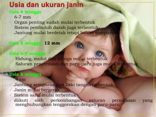  Usia 4 minggu
 6-7 mm
 Organ penting sudah mulai terbentuk
 Sistem pembuluh darah juga terbentuk
 Jantung mulai berdetak tetapi belum sempurna
 Usia 5 minggu: 12 mm
 Usia 6-7 minggu
 Hidung, mulut dan telinga mulai terbentuk
 Saluran pencernaan dan paru-paru juga mulai terbentuk
 Usia 8 minggu
 4 cm
 Jantung sempurna dan kaki tangan terbentuk
 Janin mulai bergerak
 Sistem saraf mulai terbentuk
 diikuti oleh perkembangan saluran pernafasan yang
menghubungkan tenggorokan dengan paru-paru
 