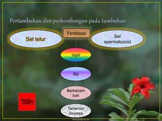 Sel telur
Sel
spermatozoid
Fertilisasi
zigot
Biji
Berkecam
bah
Tanaman
dewasa
 