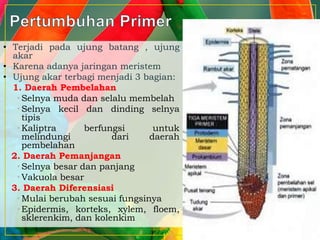 • Terjadi pada ujung batang , ujung
akar
• Karena adanya jaringan meristem
• Ujung akar terbagi menjadi 3 bagian:
1. Daerah Pembelahan
• Selnya muda dan selalu membelah
• Selnya kecil dan dinding selnya
tipis
• Kaliptra berfungsi untuk
melindungi dari daerah
pembelahan
2. Daerah Pemanjangan
• Selnya besar dan panjang
• Vakuola besar
3. Daerah Diferensiasi
• Mulai berubah sesuai fungsinya
• Epidermis, korteks, xylem, floem,
sklerenkim, dan kolenkim
 