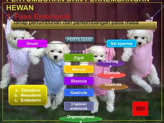 Tahap pertumbuhan dan perkembangan pada masa
embrio
Ovum Sel sperma
Zigot
Morula
Gastrula
Blastula
3 lapisan
embrionik
Cleavag
e
Blastula
si
Gastrula
si
Organogenesi
s
a. Ektoderm
b. Mesoderm
c. Endoderm
FERTILISASI
 