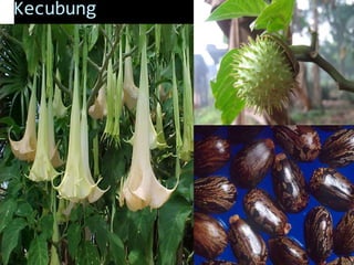 Kecubung
 