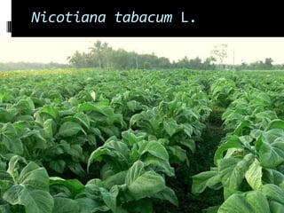 Nicotiana tabacum L.
 