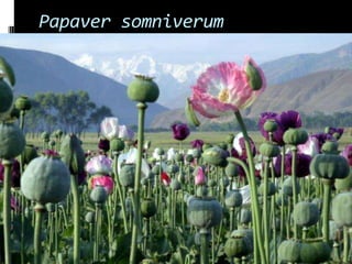 Papaver somniverum
 