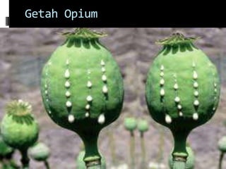 Getah Opium
 