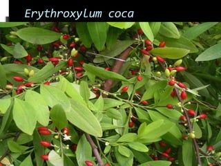 Erythroxylum coca
 