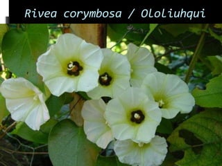 Rivea corymbosa / Ololiuhqui
 