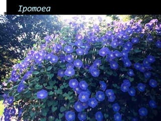Ipomoea
 