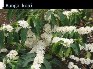 Bunga kopi
 