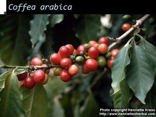 Coffea arabica
 