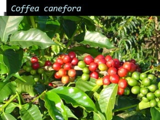 Coffea canefora
 
