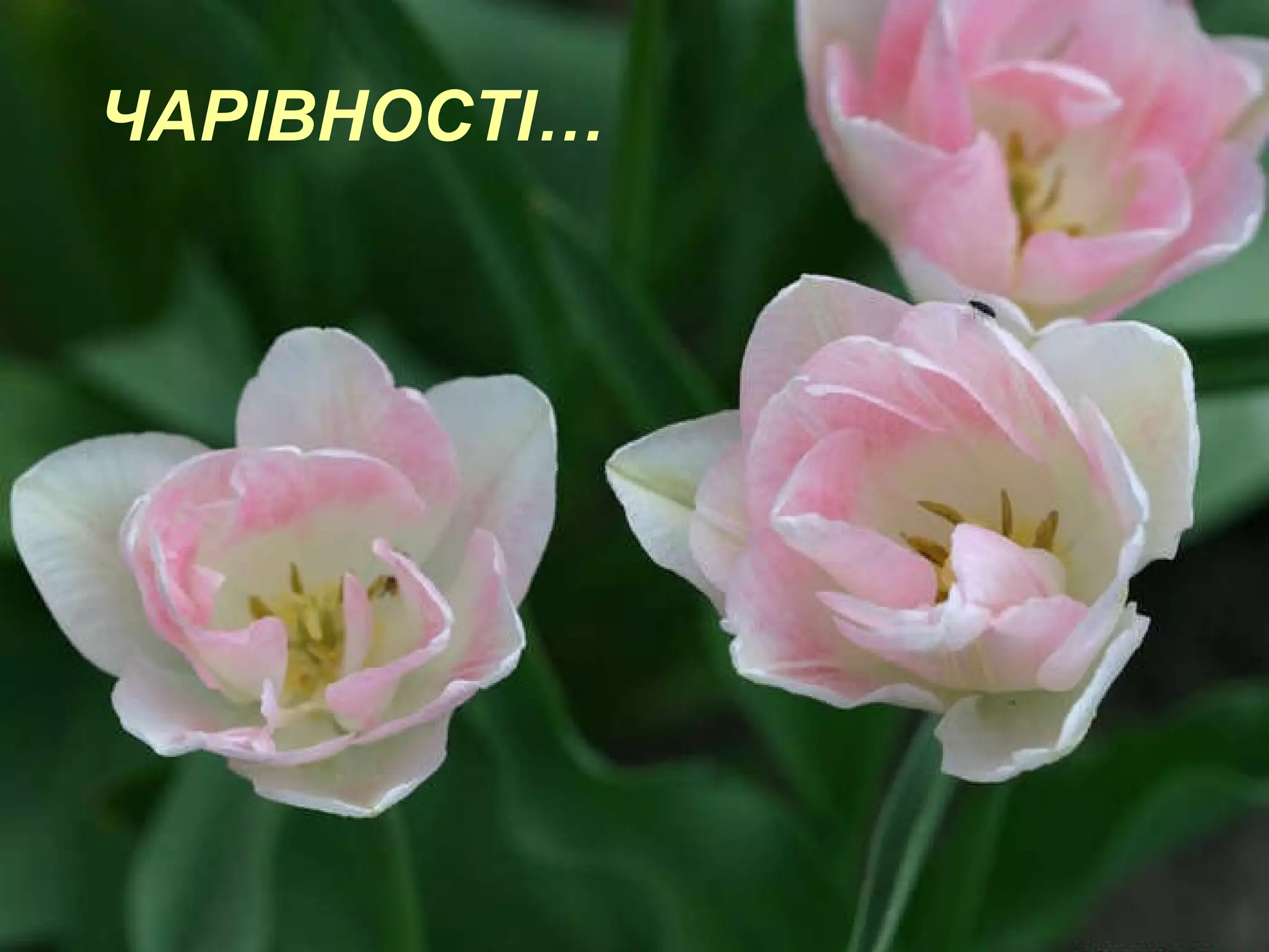 ЧАРІВНОСТІ… 