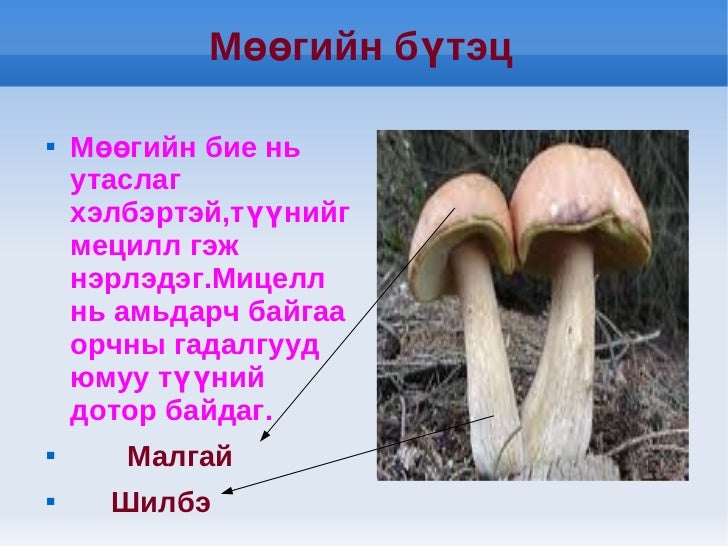 мөөг 8 анги
