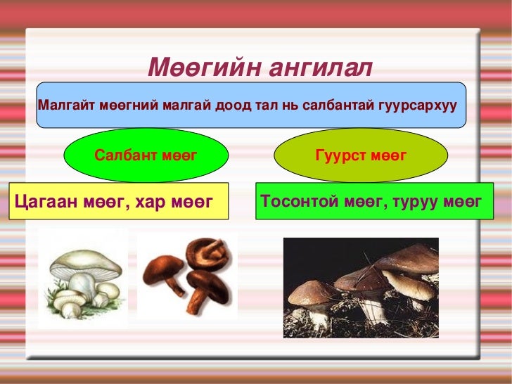 мөөг 8 анги