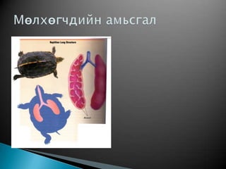 Хоёр нутагтны амьсгал
