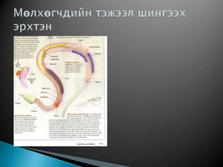 Хоёр нутагтны тэжээл боловсруулалт