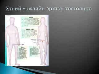 Хүний үржил хөгжил