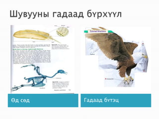 Шувууны гадаад бүрхүүлӨд сөдГадаад бүтэц