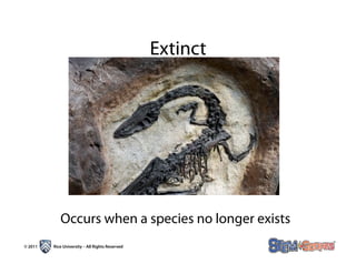 Extinct




            Occurs when a species no longer exists
© 2011   Rice University – All Rights Reserved
 