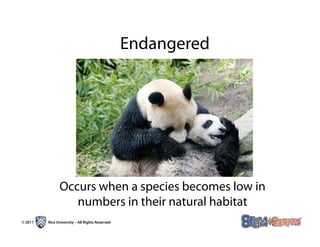 Endangered




               Occurs when a species becomes low in
                  numbers in their natural habitat
© 2011   Rice University – All Rights Reserved
 