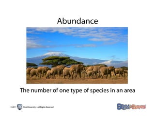 Abundance




         The number of one type of species in an area

© 2011    Rice University – All Rights Reserved
 