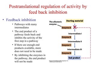 Postranslational regulation of activity by feed back inhibition Feedback inhibition Pathways with many intermediates The end product of a pathway feeds back and inhibits the activity of the first step in a pathway If there are enough end products available, more does not need to be made By inhibiting the enzymes in the pathway, the end product will not be made 
