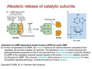 Activation of cAMP-dependent protein kinase (cAPK) by cyclic AMP   At low concentrations of cAMP, the  enzyme  exists as an inactive tetramer composed of two regulatory (R) and two catalytic (C) subunits. The tetrameric  protein  is inactive because the pseudosubstrate sequences on the R subunits block the  active sites  on the C subunits. Binding of cAMP to the regulatory subunits causes release of the active  monomeric  catalytic subunits. (b) Structure of cAMP. This unusual  nucleotide , which acts as a “ second messenger ” in many intracellular signaling pathways, controls the activity of many  proteins . Copyright © 2000, W. H. Freeman and Company Allosteric release of catalytic subunits 