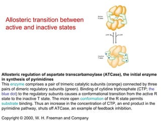 Allosteric regulation of aspartate transcarbamoylase (ATCase), the initial enzyme in synthesis of pyrimidines   This  enzyme  comprises a pair of trimeric catalytic subunits (orange) connected by three pairs of dimeric regulatory subunits (green). Binding of cytidine triphosphate (CTP;  the blue dot ) to the regulatory subunits causes a conformational transition from the active R state to the inactive T state. The more open  conformation  of the R state permits  substrate  binding. Thus an increase in the concentration of CTP, an end product in the pyrimidine pathway, shuts off ATCase, an example of feedback inhibition.  Copyright © 2000, W. H. Freeman and Company Allosteric transition between active and inactive states 
