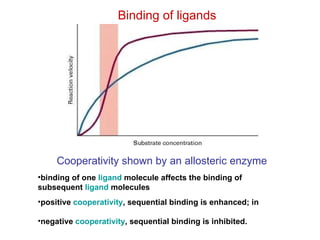 Cooperativity shown by an allosteric enzyme binding of one  ligand  molecule affects the binding of subsequent  ligand  molecules  positive  cooperativity , sequential binding is enhanced; in  negative  cooperativity , sequential binding is inhibited.  Binding of ligands 