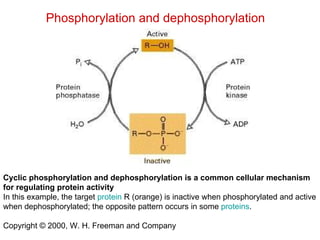 Cyclic phosphorylation and dephosphorylation is a common cellular mechanism for regulating protein activity   In this example, the target  protein  R (orange) is inactive when phosphorylated and active when dephosphorylated; the opposite pattern occurs in some  proteins . Copyright © 2000, W. H. Freeman and Company Phosphorylation and dephosphorylation 