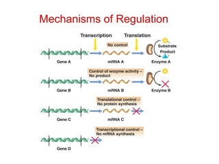 Mechanisms of Regulation 