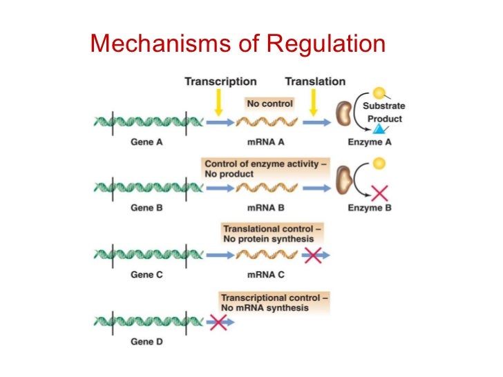 enzyme regulation