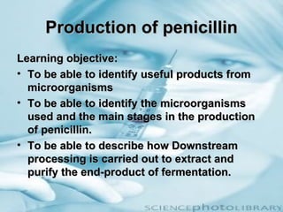 Production of penicillin
Learning objective:
• To be able to identify useful products from
  microorganisms
• To be able to identify the microorganisms
  used and the main stages in the production
  of penicillin.
• To be able to describe how Downstream
  processing is carried out to extract and
  purify the end-product of fermentation.
 