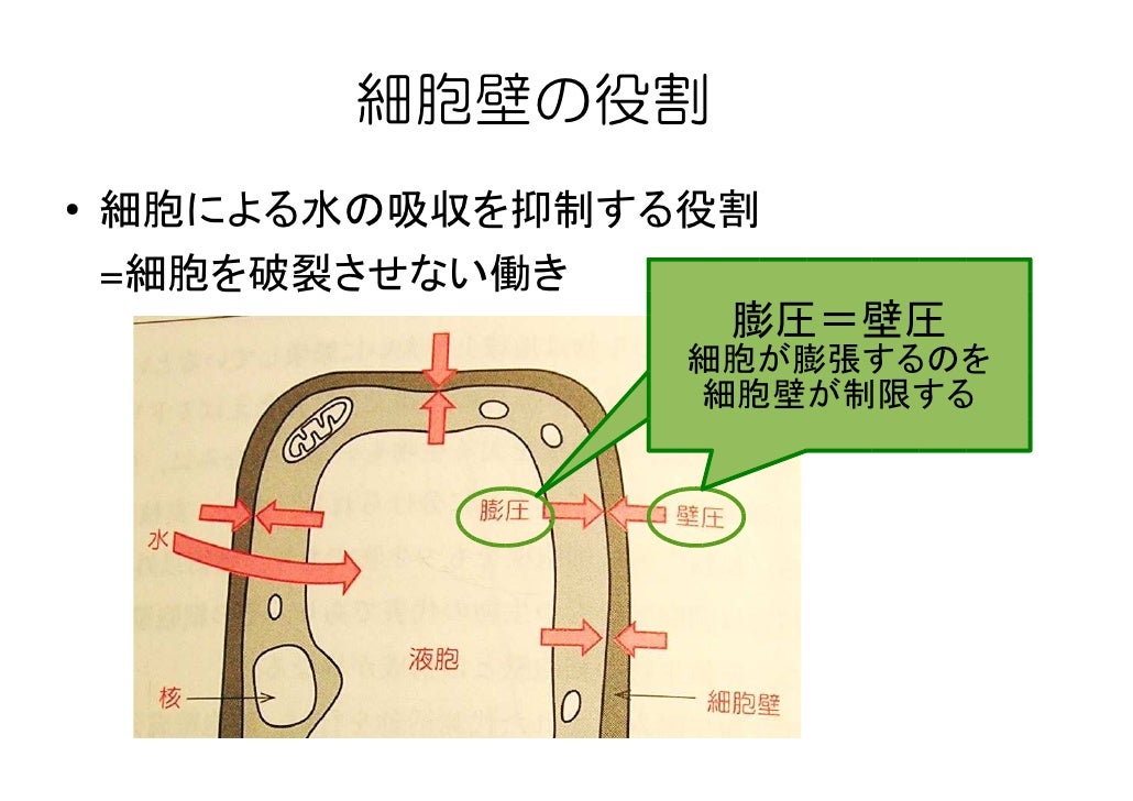 植物生理学第8回 植物生理学第8回