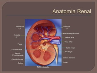 Ultrasonido De Anatomía De La Arteria Renal