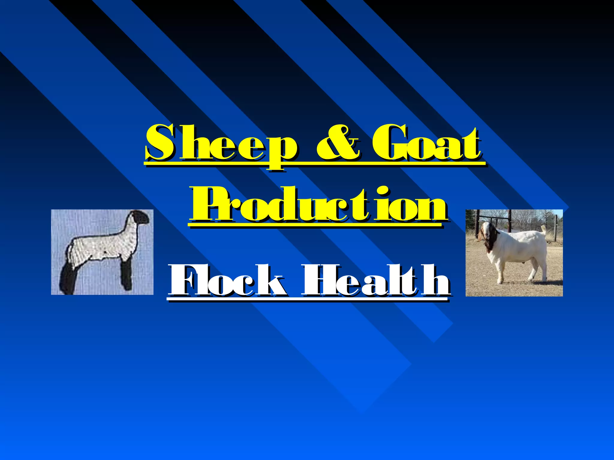 8. sheep goat production.flock health | PPT