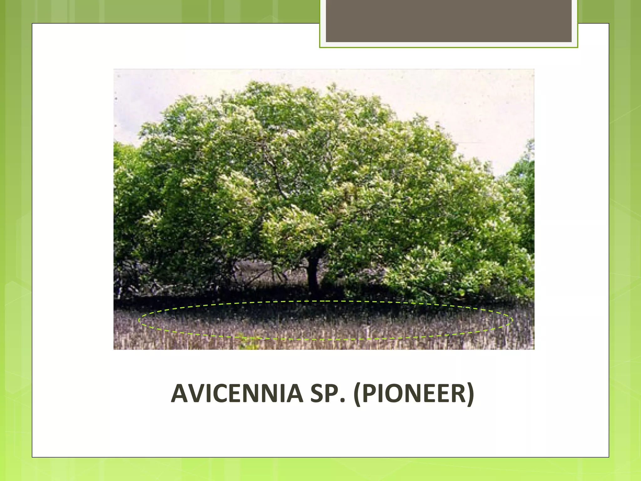 AVICENNIA SP. (PIONEER)
 