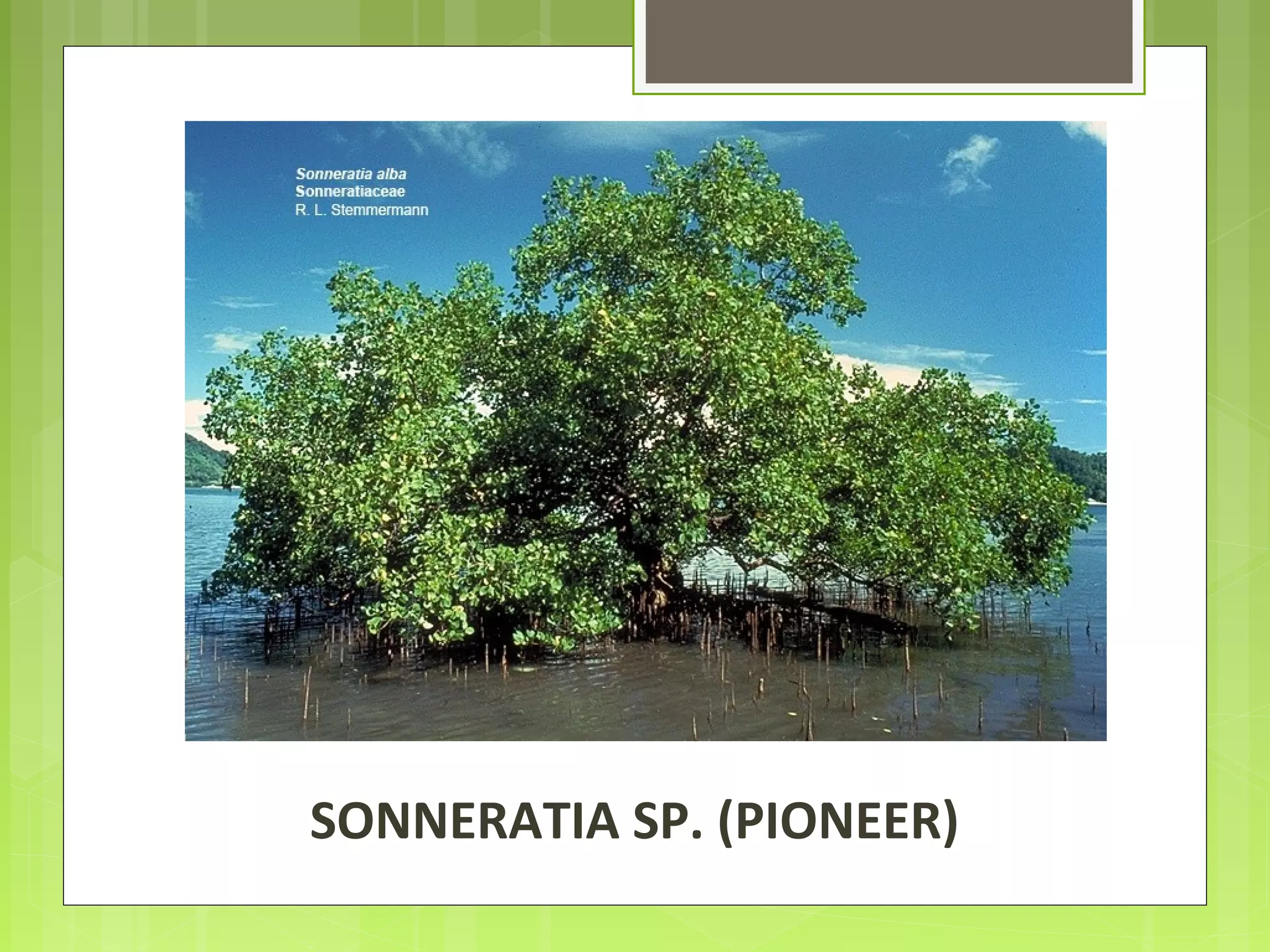 SONNERATIA SP. (PIONEER)
 