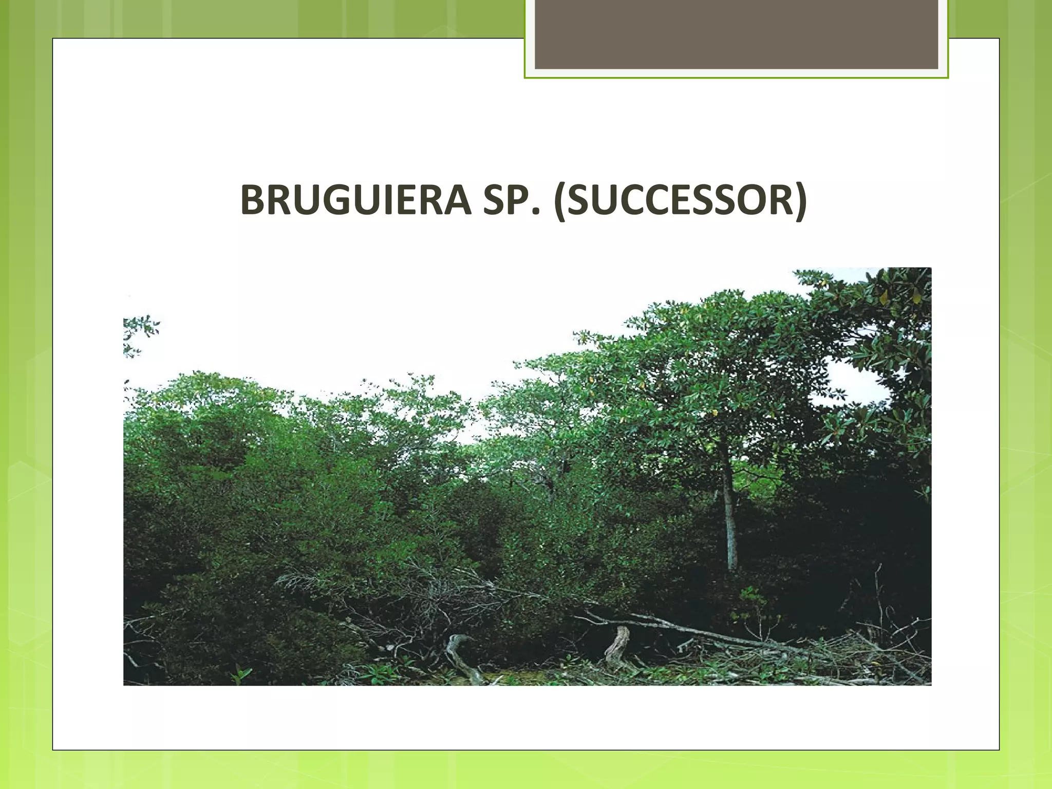 BRUGUIERA SP. (SUCCESSOR)
 
