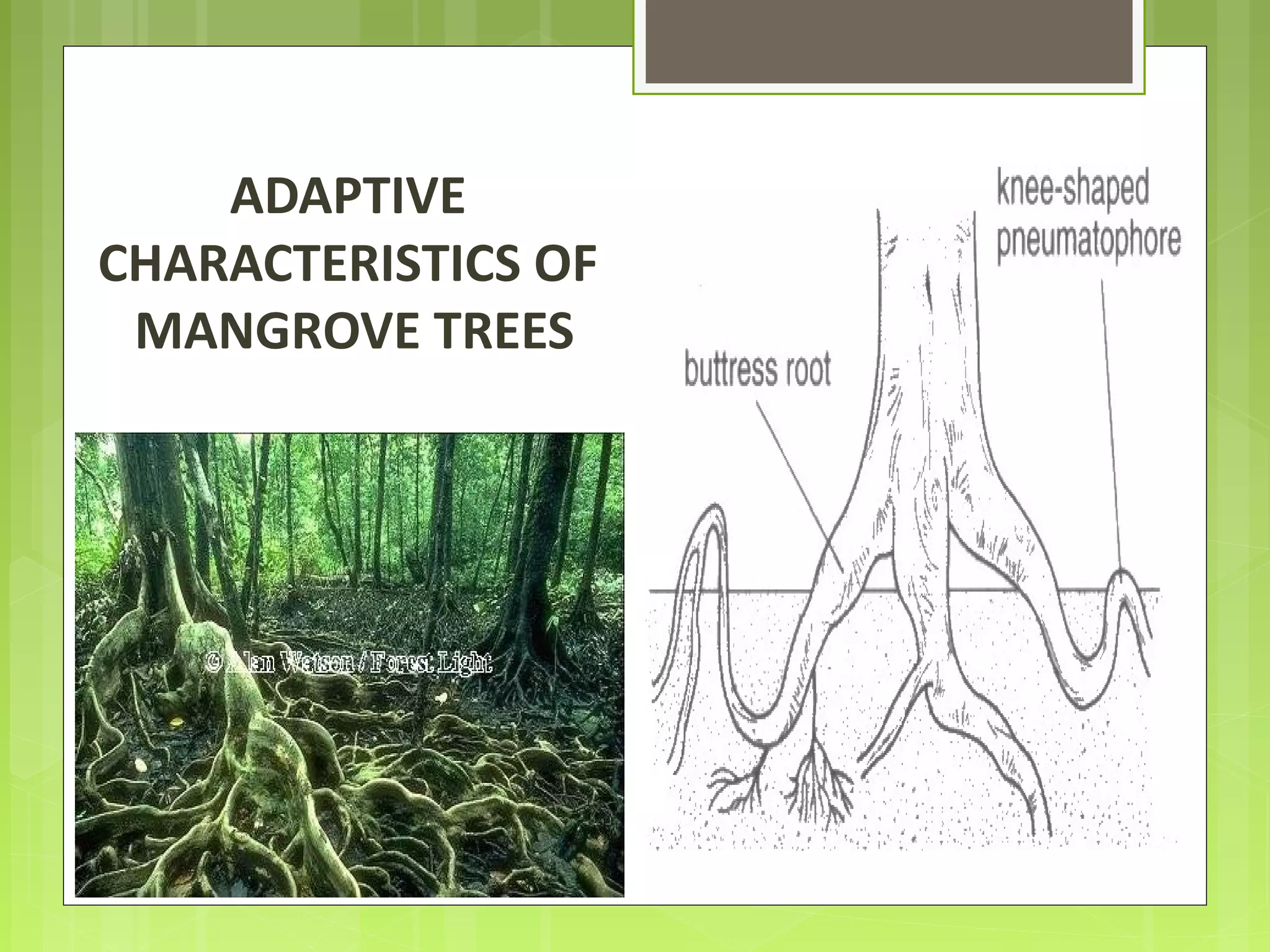 ADAPTIVE
CHARACTERISTICS OF
MANGROVE TREES
 