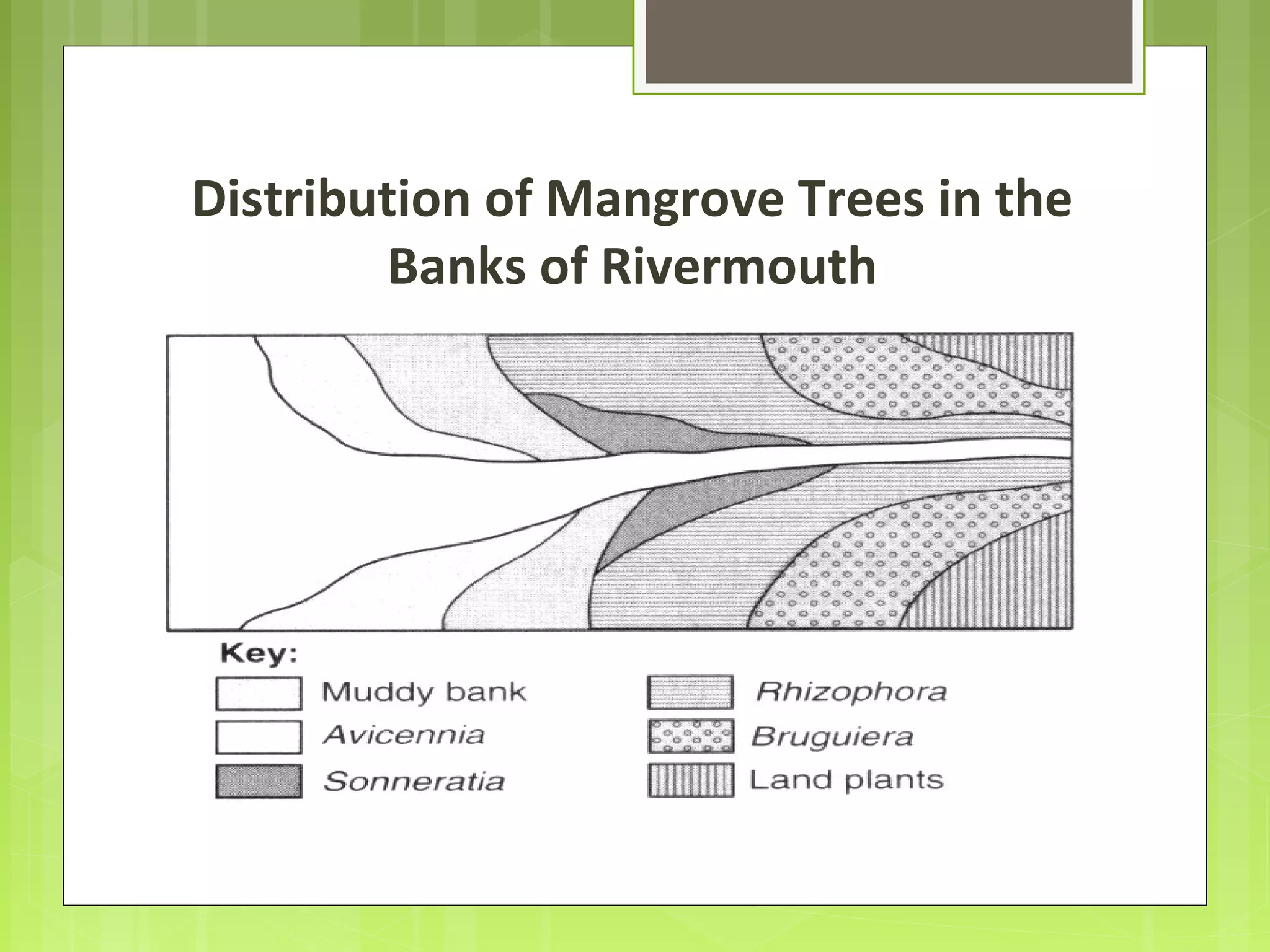 Distribution of Mangrove Trees in the
Banks of Rivermouth
 