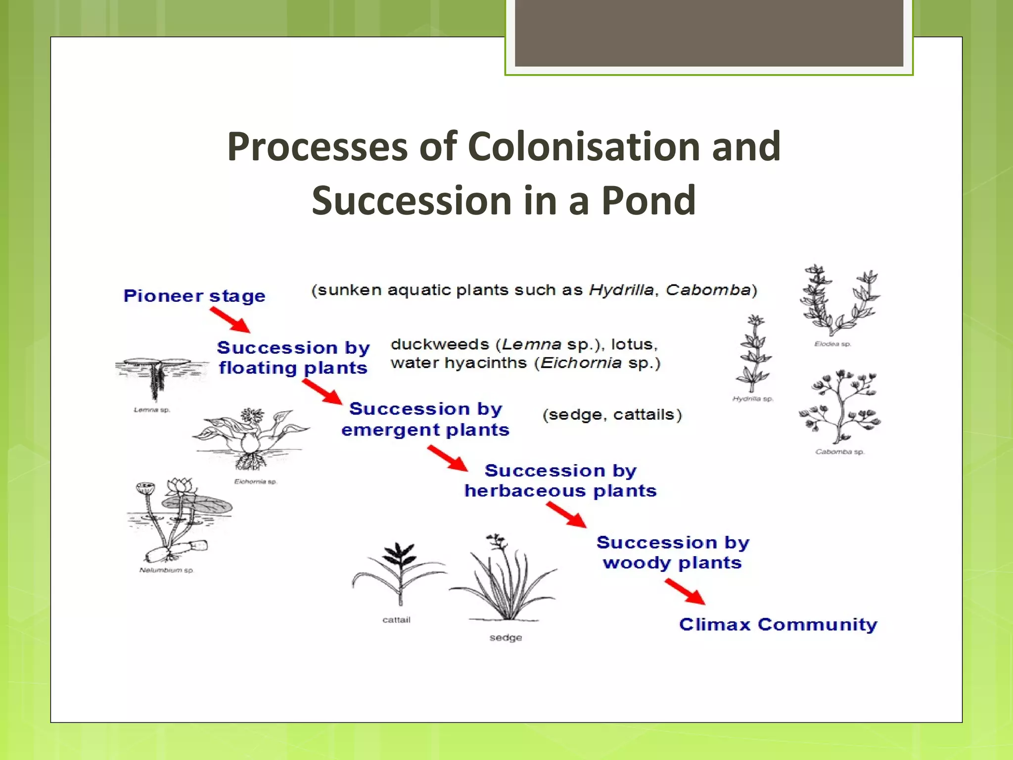 Processes of Colonisation and
Succession in a Pond
 