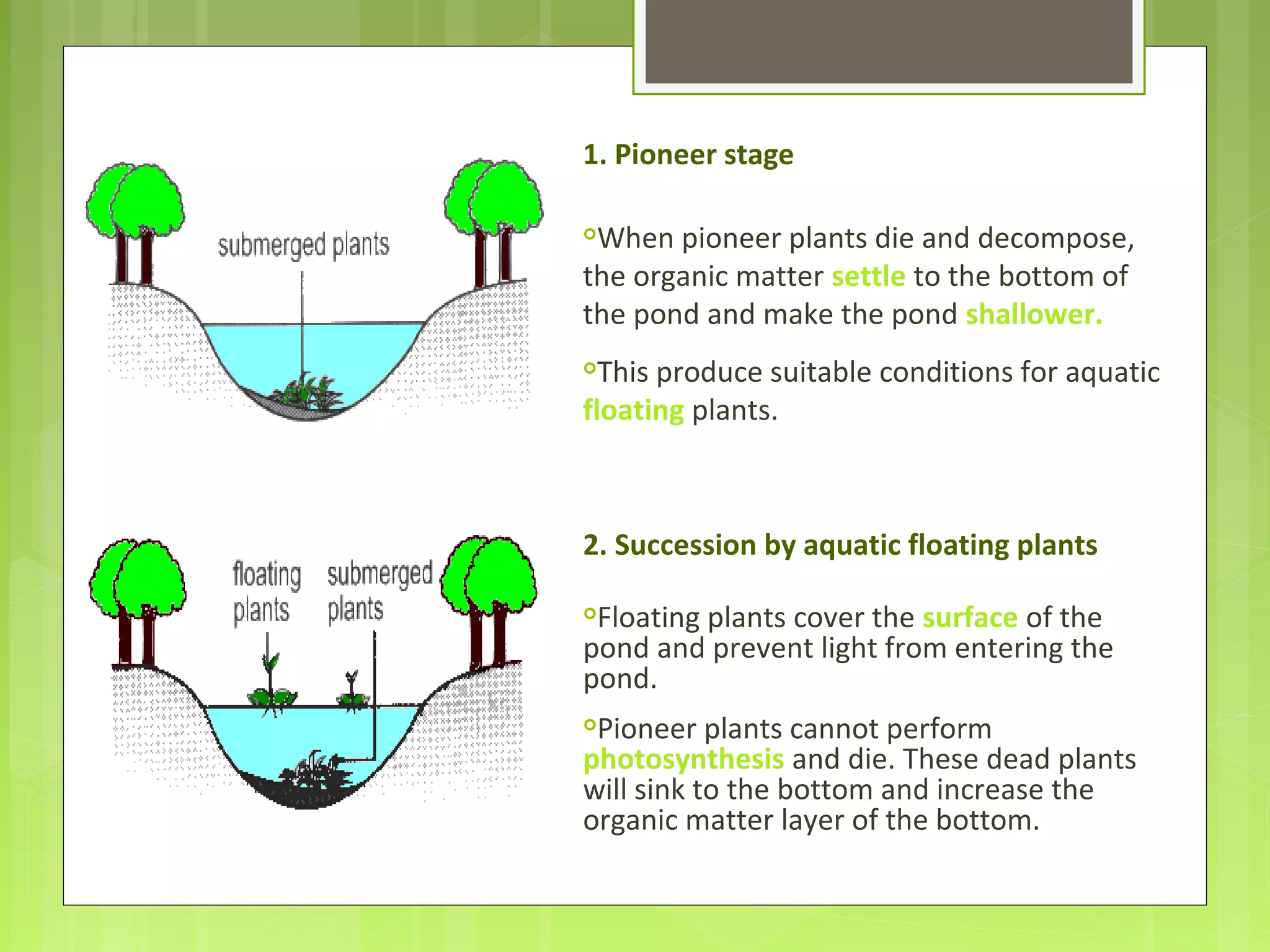 1. Pioneer stage

When pioneer plants die and decompose,
the organic matter settle to the bottom of
the pond and make the pond shallower.

This produce suitable conditions for aquatic
floating plants.
2. Succession by aquatic floating plants

Floating plants cover the surface of the
pond and prevent light from entering the
pond.

Pioneer plants cannot perform
photosynthesis and die. These dead plants
will sink to the bottom and increase the
organic matter layer of the bottom.
 