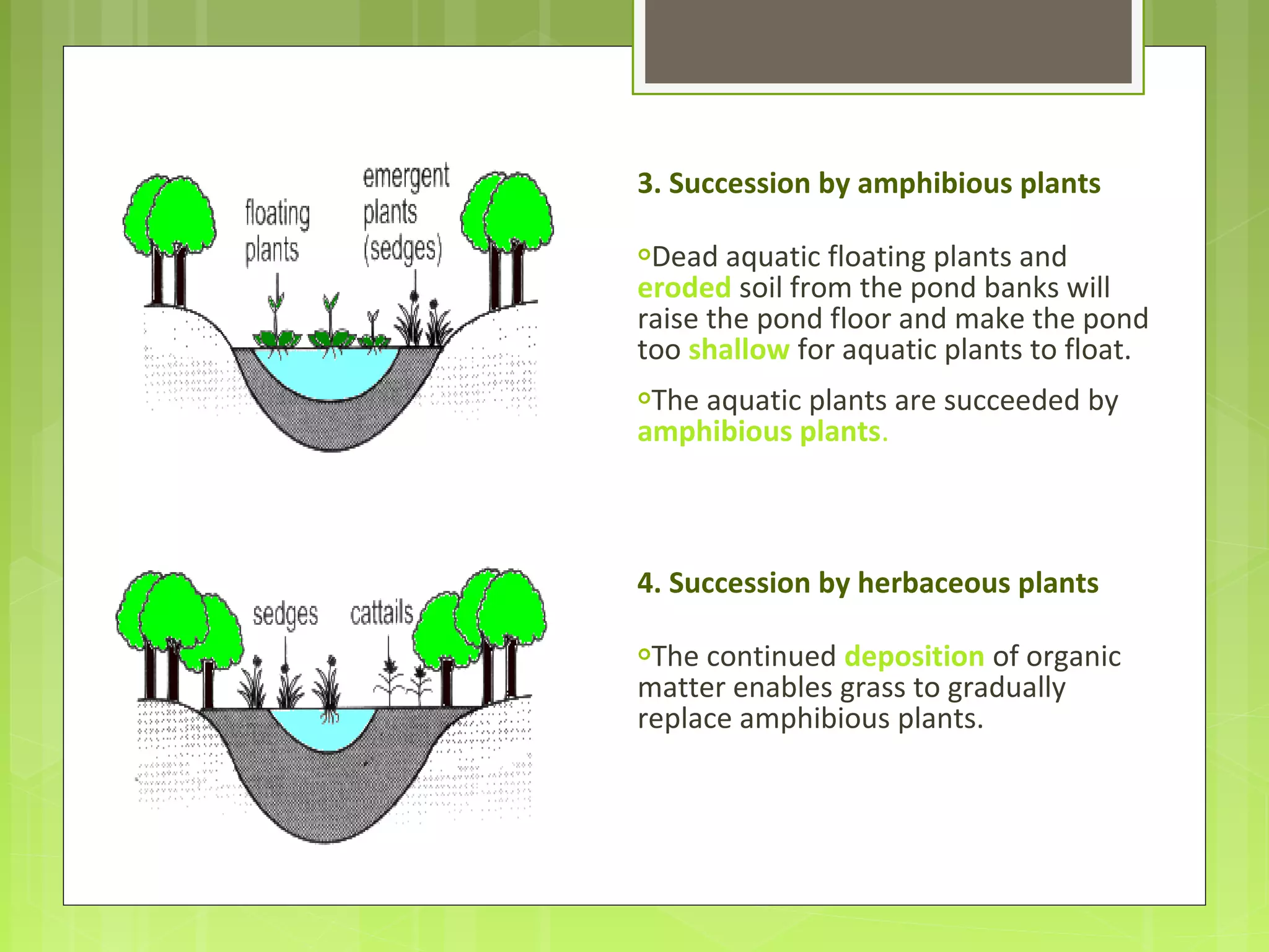 3. Succession by amphibious plants
Dead aquatic floating plants and
eroded soil from the pond banks will
raise the pond floor and make the pond
too shallow for aquatic plants to float.
The aquatic plants are succeeded by
amphibious plants.
4. Succession by herbaceous plants
The continued deposition of organic
matter enables grass to gradually
replace amphibious plants.
 