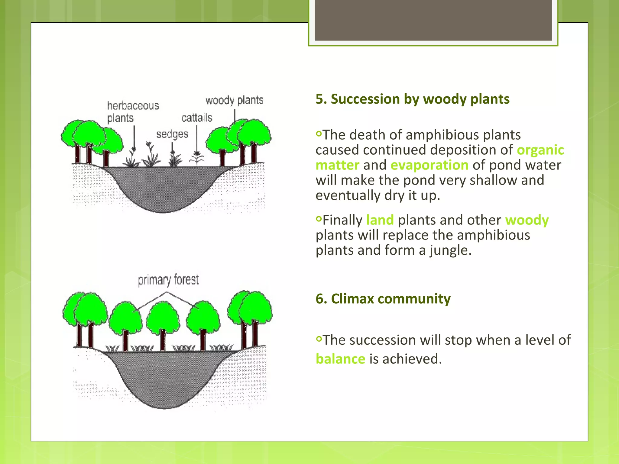 5. Succession by woody plants
The death of amphibious plants
caused continued deposition of organic
matter and evaporation of pond water
will make the pond very shallow and
eventually dry it up.
Finally land plants and other woody
plants will replace the amphibious
plants and form a jungle.
6. Climax community
The succession will stop when a level of
balance is achieved.
 