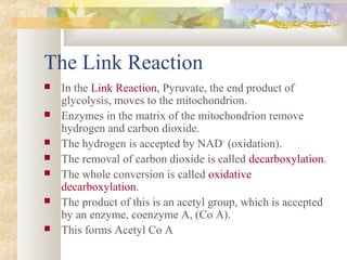 8.1 cell respiration | PPT