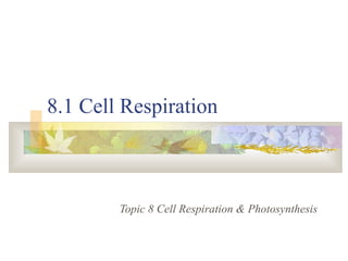 8.1 Cell Respiration
Topic 8 Cell Respiration & Photosynthesis
 