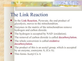 8.1 cell respiration