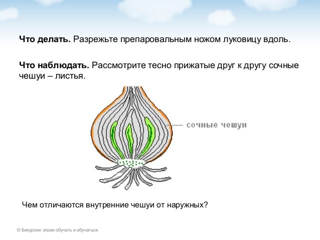 Внешнее строение сухих чешуек репчатого лука. Рассмотрите внешнее строение луковицы. Строение луковицы 6 класс биология лабораторная. Рассмотрите внешнее строение луковицы. Рассмотрите внешнее строение луковицы.